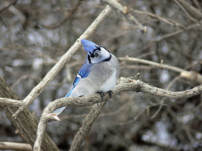 蓝杰羽毛鸟类动物蓝色树木荒野林地波峰森林观鸟图片