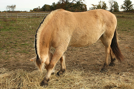 挪威浮轮马蹄子运动牧场母亲家畜农场峡湾鬃毛牛仔竞赛图片