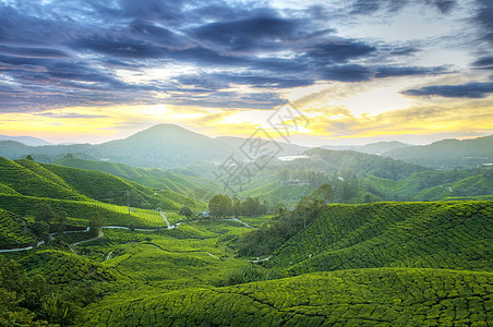 茶叶种植园阳台环境热带农场旅行农田树木风景生长财产图片