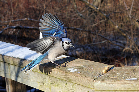 蓝杰森林野生动物翅膀动物鸟类蓝色观鸟波峰栖息林地图片