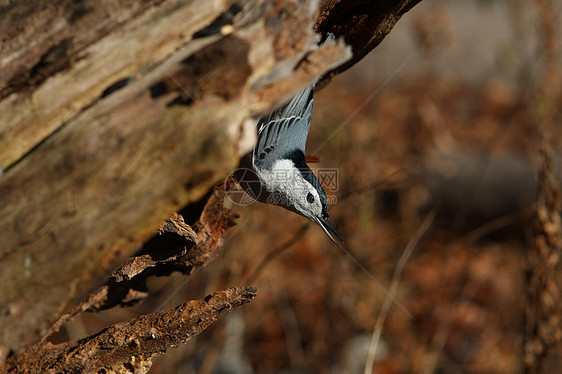 白胸卡罗伦西人荒野森林公园翅膀观鸟者羽毛动物群种子杂志野生动物图片
