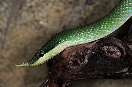蛇蛇1-1背景图片