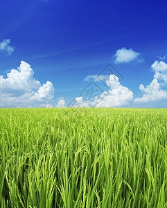绿地和天空稻田草地天堂小麦国家农村叶子植物生长太阳图片