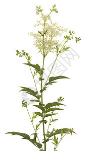 利平极藻类植物白色草药草本植物植物群叶子绿色花序香料图片