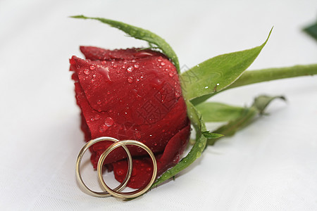 婚带和红玫瑰图片