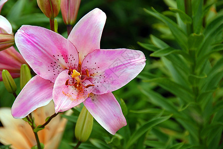 粉色 Lily 闭合百合雌蕊植物群花粉黄色礼物芳香斑点花瓣温室图片