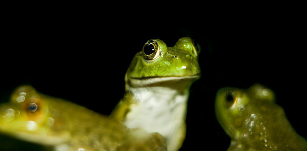 青蛙热带池塘沼泽环境动物群眼睛花园叶子荒野植物图片