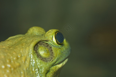 青蛙沼泽热带眼睛植物蟾蜍叶子动物动物群宏观池塘图片