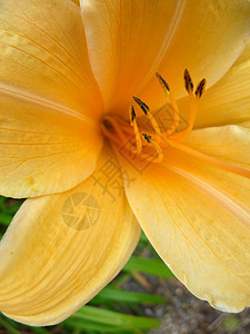 黄花植物群黄色园艺生长植被花园花瓣叶子背景图片