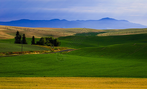 在美国华盛顿惠特曼郡Whitman县一个凉爽的夏日清晨 滚滚农田和Idaho的Palouse牧场图片