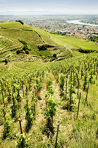 法国旅行作物藤蔓生产种植者生长培育酒业植物农业图片