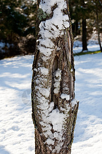 雪粘在树上天空季节水晶食物花园磨砂寒冷木头叶子枝条图片
