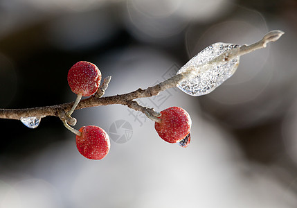 红莓对冰晶冷藏季节寒冷寒意植物天空宏观叶子磨砂水果图片