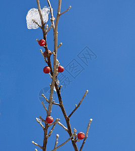 红莓对冰晶寒冷磨砂植物季节花园木头水果宏观冷藏食物图片