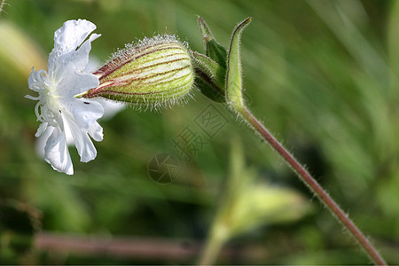 夜之夜 Lychnis 花朵花园玫瑰蓝色绿色植物植物群黄色太阳白色黑色图片