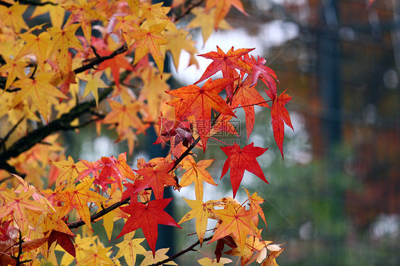 秋天季节红色金子阳光田园风光色彩染色秋叶橙子图片