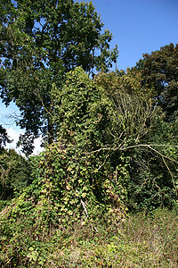 跳动水果黄色植物学蓝色卷须森林绿色棕色植物区系背景图片