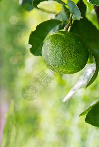 西柚树绿色柠檬水果股票阴影食物叶子热带相片宏观果汁饮食背景
