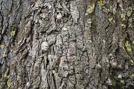 橡树树皮植物森林木头橡木树干灰色高清图片