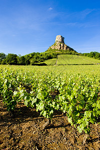 与葡萄园 法国伯根迪饲养构造种植外观藤蔓农场岩石旅行农村酒业图片