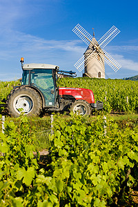 Chnas Beaujolais Bur附近有风车和拖拉机的葡萄园藤蔓汽车作物车辆国家农业旅行种植建筑学农场图片