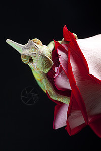 美丽的大变色素色彩绿色主题纹理效果蜥蜴动物脊椎动物叶子颜色图片