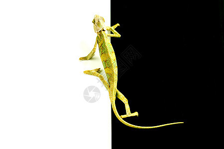 美丽的变色素动物绿色色彩蜥蜴效果叶子颜色主题爬虫脊椎动物图片