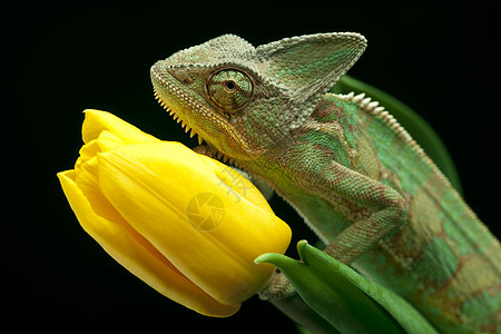 美丽的变色素动物纹理叶子红色色彩蜥蜴绿色爬虫效果主题图片