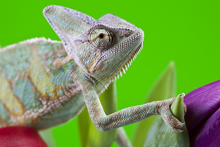 美丽的大变色素色彩效果脊椎动物主题爬虫动物颜色绿色纹理红色图片