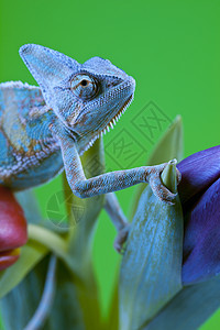 美丽的变色素脊椎动物色彩纹理效果主题绿色红色蜥蜴动物爬虫图片