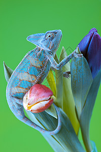 美丽的大变色素蜥蜴效果纹理脊椎动物叶子色彩主题绿色颜色动物图片