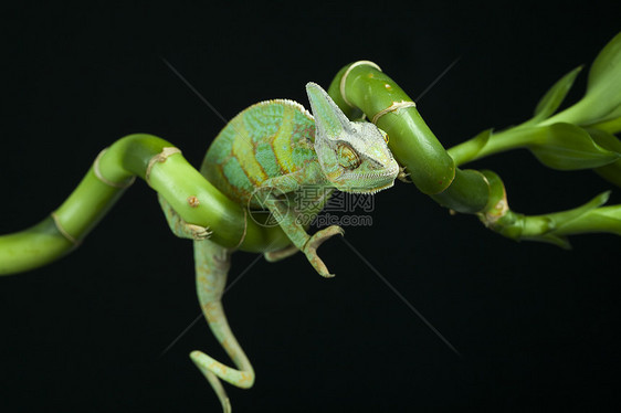 美丽的变色素脊椎动物效果爬虫颜色绿色叶子蜥蜴主题竹子动物图片