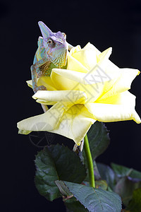 美丽的大变色素主题叶子效果爬虫脊椎动物绿色动物色彩蜥蜴颜色图片