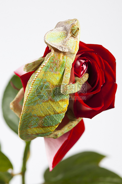 变色素爬虫动物蜥蜴叶子玫瑰红色纹理主题效果颜色图片