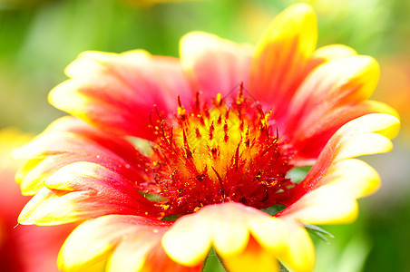 红花和橙色花植物群橙子植物学花园园艺叶子花瓣生长雏菊宏观图片