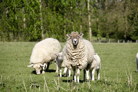 羊国家农场羊毛羊肉母羊羔羊乡村农田家畜哺乳动物图片