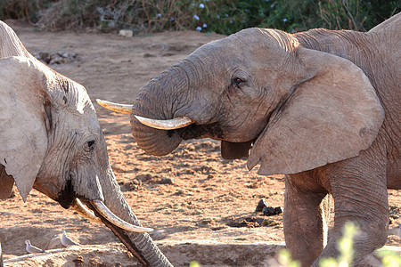 非洲非洲大象荒野国家树干哺乳动物灰色游戏野生动物生活白色耳朵图片
