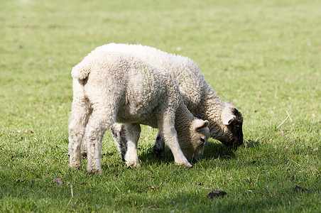羔羊家畜场地农场绿色羊肉草地白色农村母羊农田图片