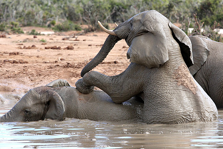 大象水非洲大象乐野生动物哺乳动物游泳树干公园水坑乐趣行动象牙运动背景