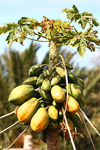 木薯树植物花园植物群森林异国营养热带食物荔枝棕榈图片