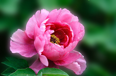 植物 鲜花红色紫色花朵叶子牡丹花背景图片