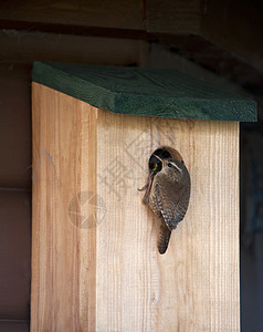 Wren 高管地块嵌套荒野野生动物战蜥人盒子花园背景图片