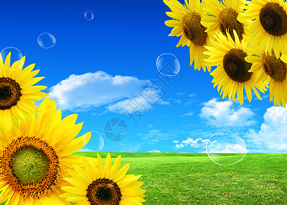 背景天空向向向向日葵花瓣水平空白团体黄色植物框架蓝色太阳白色背景图片