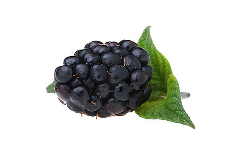黑莓叶子绿色水果黑色白色浆果图片