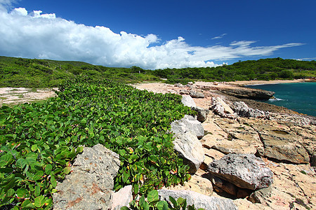 Guanica保留地波多黎各巨石晴天天堂风暴生态旅游森林热带叶子植被栖息地图片