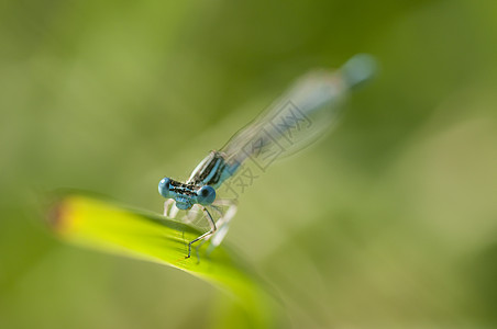 蓝色大坝亲手踩在一片草地上野生动物眼睛荒野花园生活绿色植物翅膀叶子植物群图片