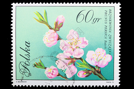 1974年波兰-CIRCA 桃子邮票分会背景图片