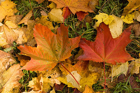 波兰的秋叶背景图片