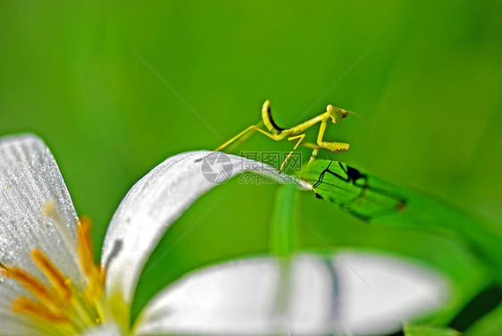 祈祷捕食者绿色花园昆虫野生动物螳螂漏洞图片