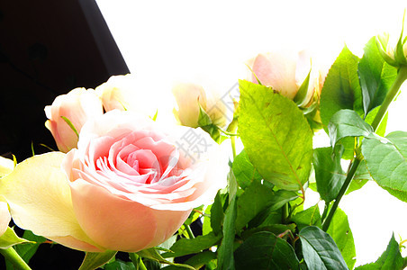 明亮粉红玫瑰纪念日花朵花园日历礼物浪漫花束庆典妈妈们周年图片